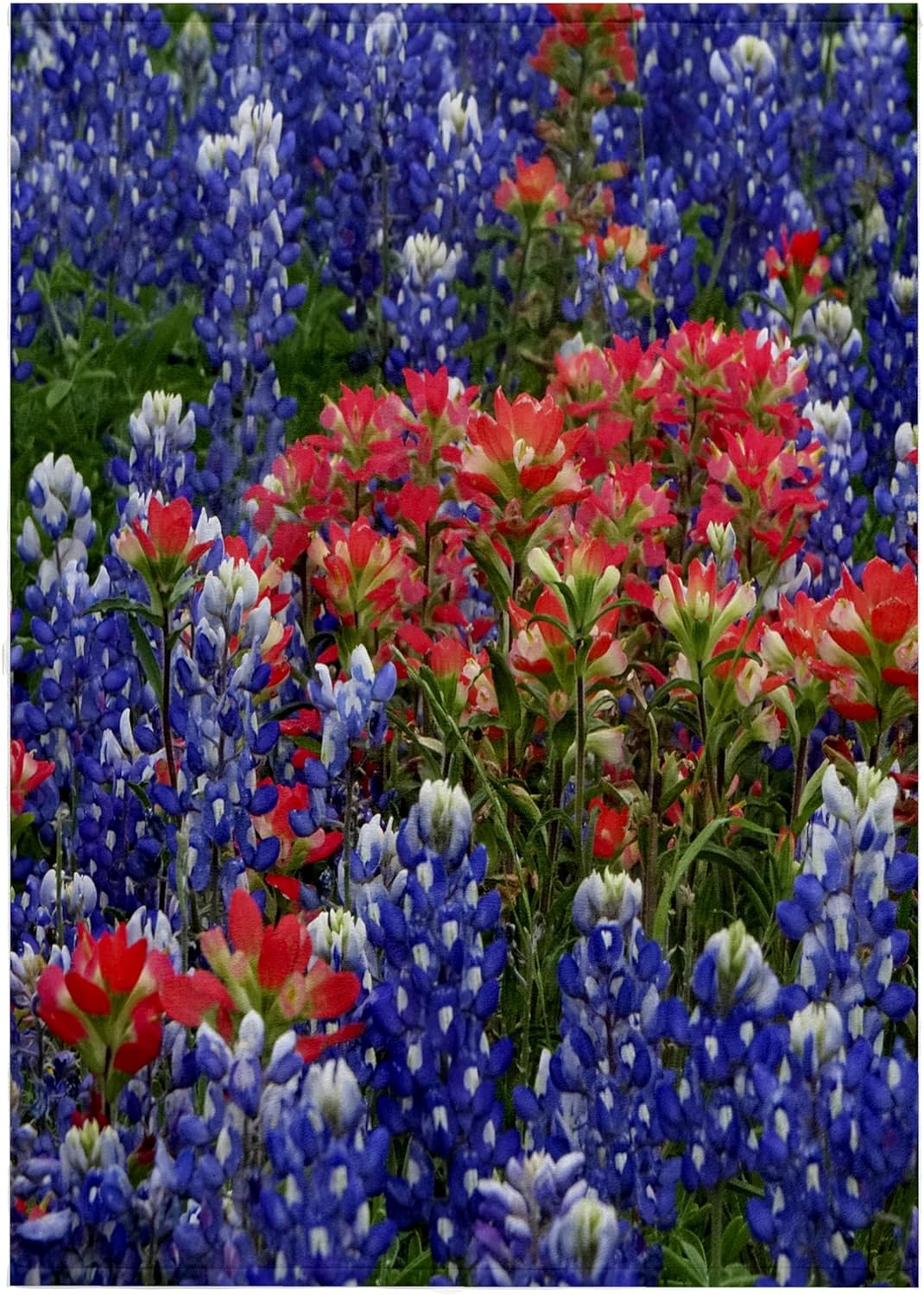 3dRose Texas Hill Country Wildflowers. Bluebonnets and Indian Paintbrush 22x30 Bath Hand Pool Towel