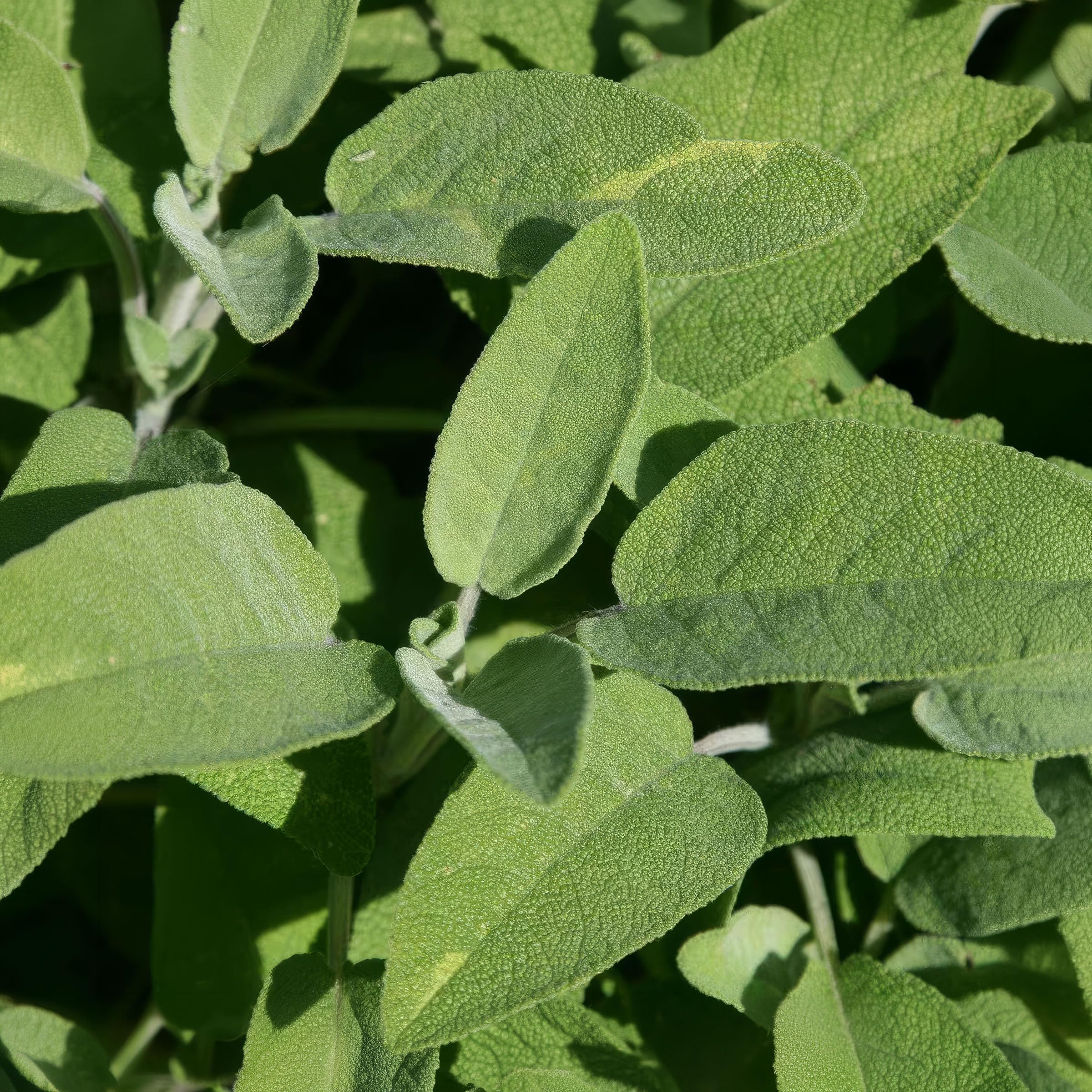 Plant Theory 9cm Pot Common Sage Herb Plant Salvia Officinalis