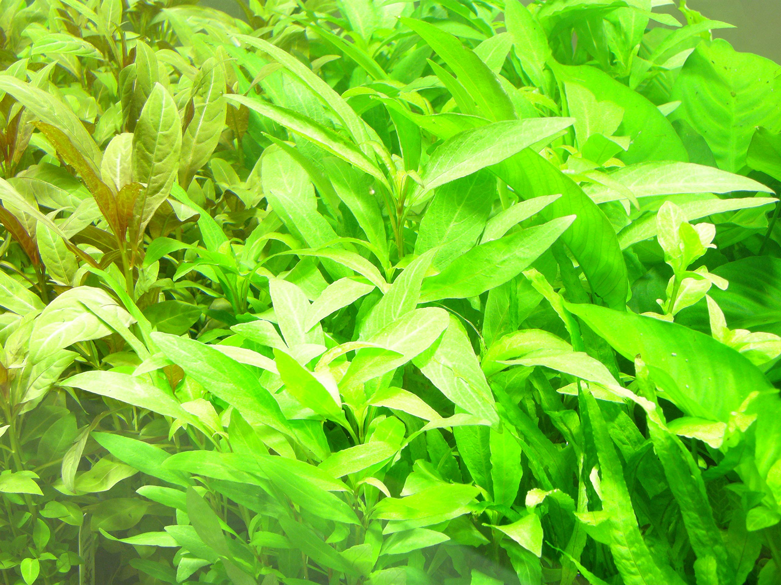 Set XXL composto da 150 piante acquatiche, fertilizzante, condizionatore