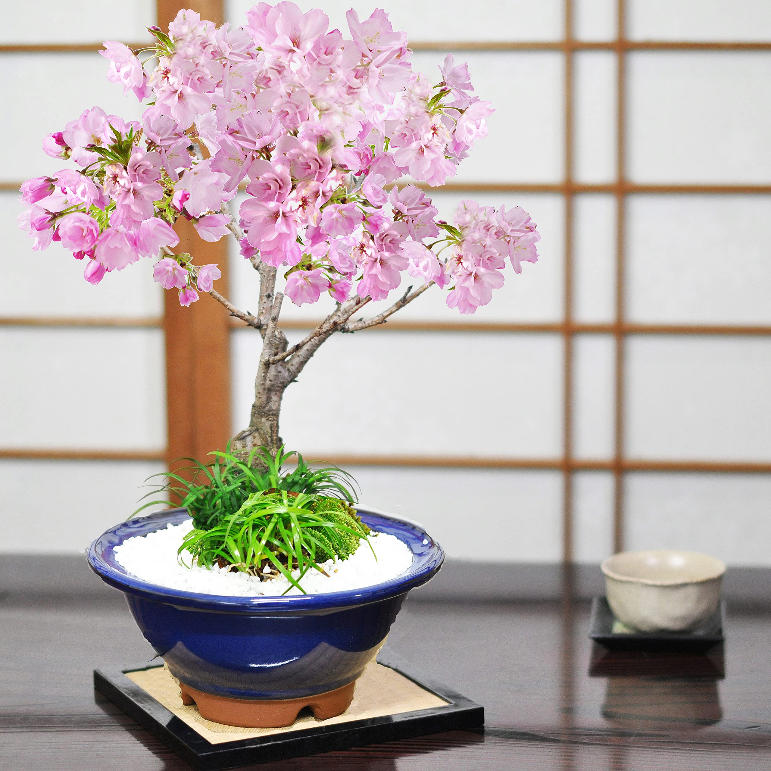 Amazon.co.jp: 盆栽妙 盆栽 旭山桜 大 玉竜の寄植え 生子すり鉢 : DIY