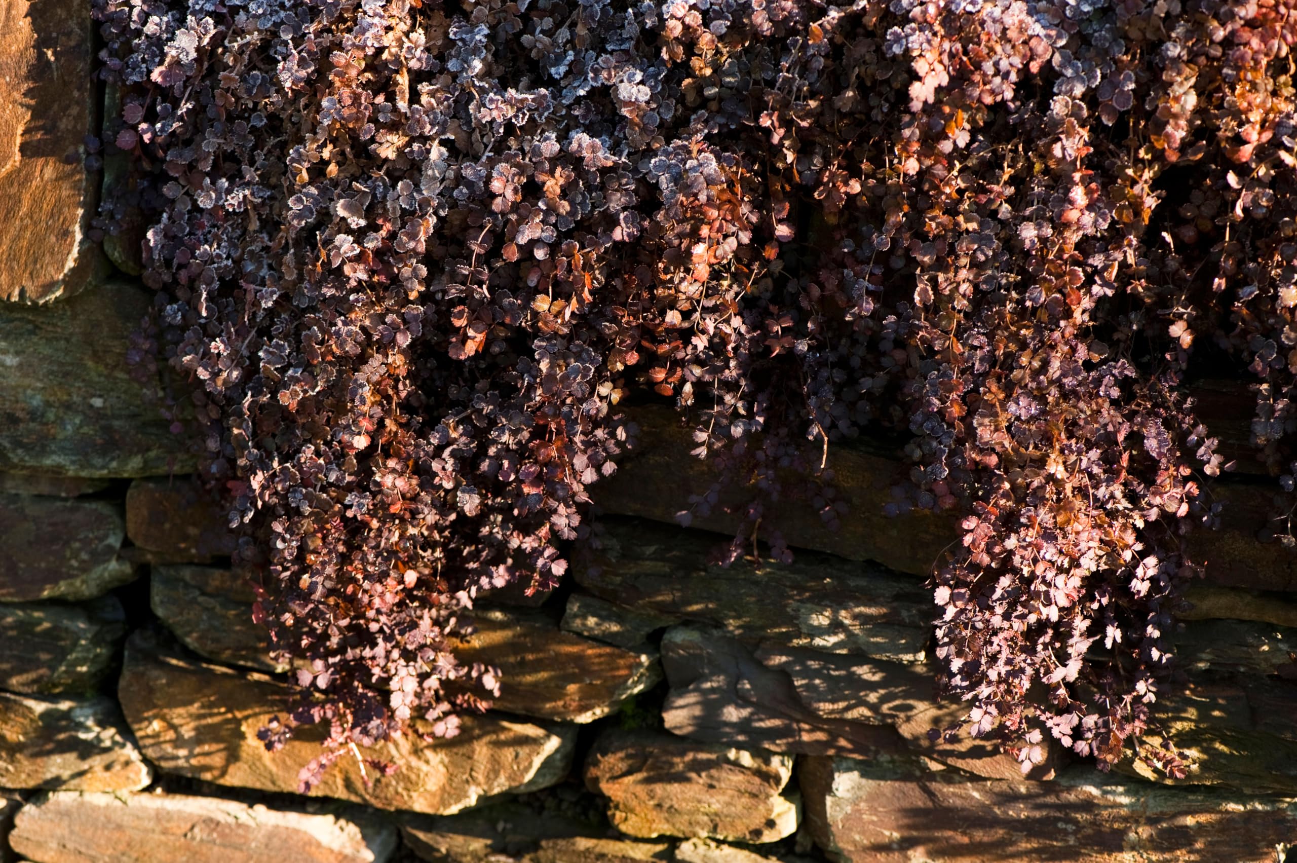 Stauden Gänge 10 x Acaena inermis 'Purpurea' Purpur Stachelnüsschen | Purpurner Bodendecker für Sonne bis Halbschatten, Blüte Juni bis August, mehrjährig, 9x9 cm Topf