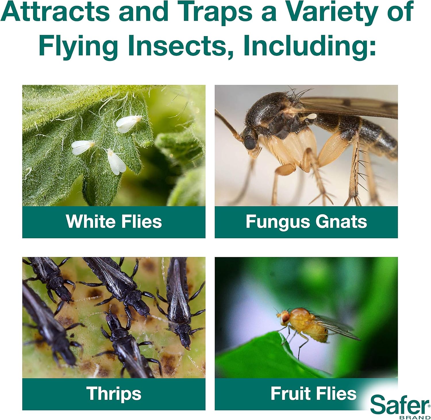 Safer's 07-2122CAN Houseplant Sticky Stake Insect Traps for Indoor Plants - Controls Fungus Gnats, Whiteflies, Midges, Thrips, Fruit Flies, and Black Flies - 12 Traps - View 8