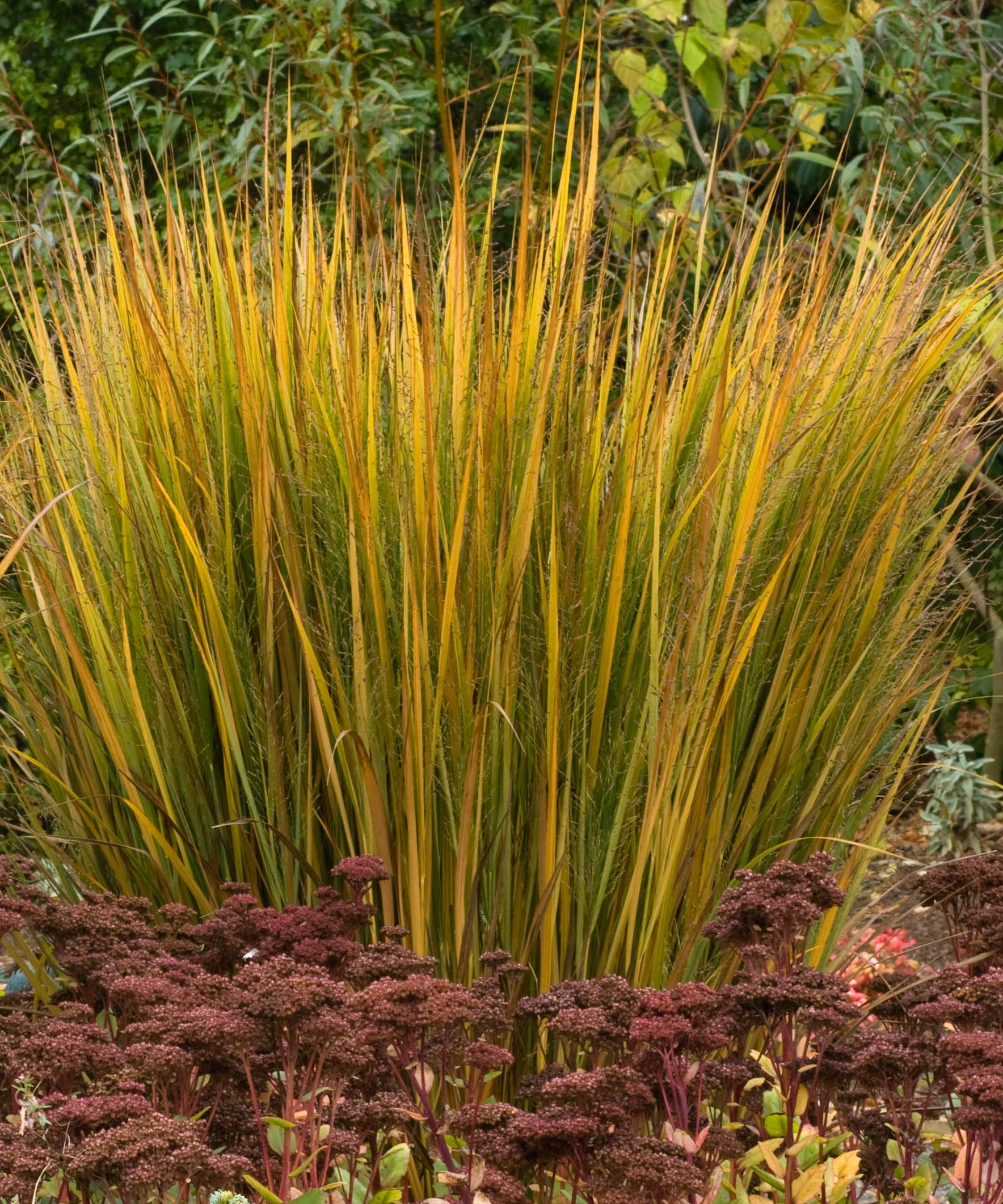 Stauden Gänge 3 x Panicum virgatum 'Northwind' im 1 Liter Topf (Ziergras/Gräser/Winterhart/Mehrjährig/Staude) Reisen Rutenhirse - TOP SORTE/EXTREM AUFRECHT - Perfekt für als Sichtschutz