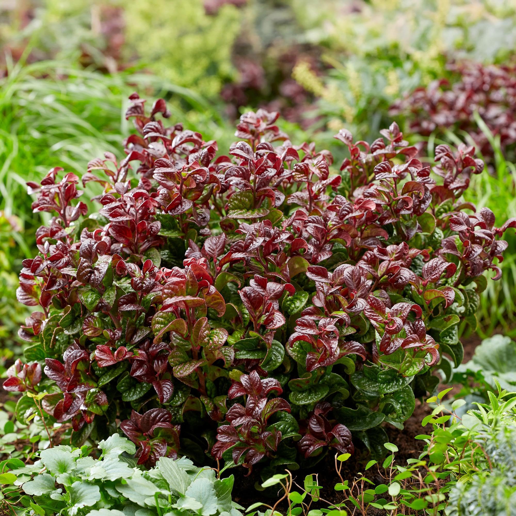 GreenboutiQ - Plante de jardin - Leucothoe Curly Red - Rouge - 2 Plantes - Persistant - Peu d'entretien - Pot 17cm Hauteur 35-45cm