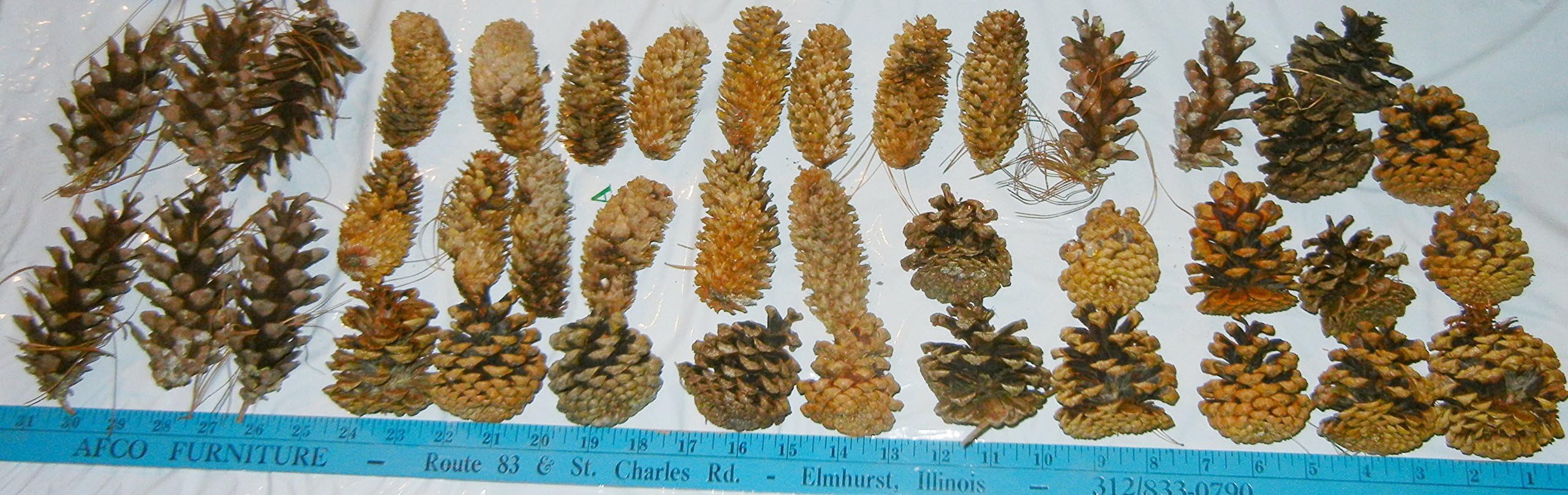 Pine Cones Large Size - 7" to Smaller - 3" - Picked from Illnois