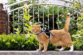 PS5 Stray x Travel Cat 猫用ハーネス リード付 Mサイズ Pet Supplies : Travel Cat & Stray Cat Harness and Leash Set