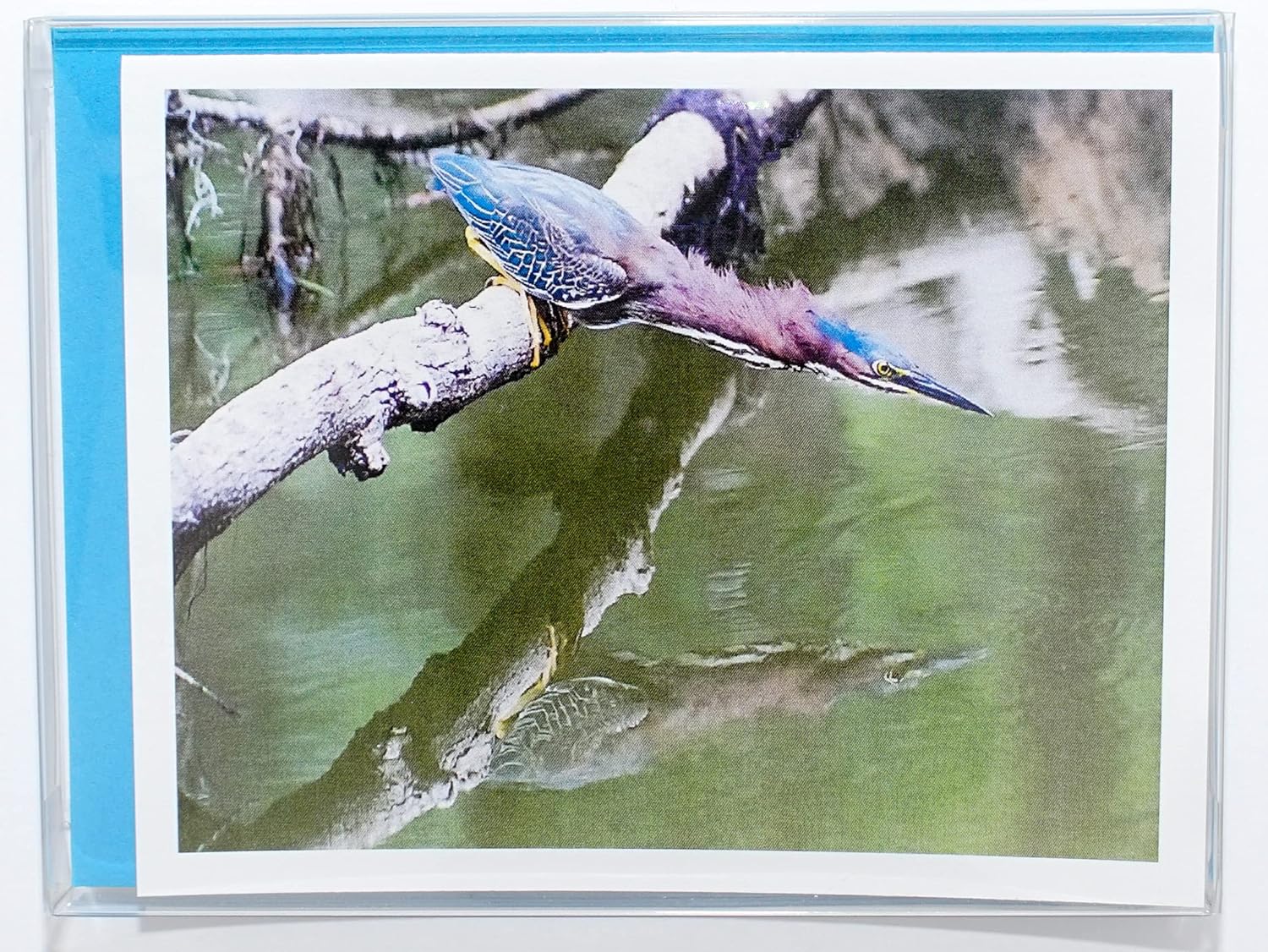 Bird Photography Smooth Note Cards 16 w/18 Colored Envelopes, Boxed Set (4.25"x 5.50") Blank Inside - Made in USA