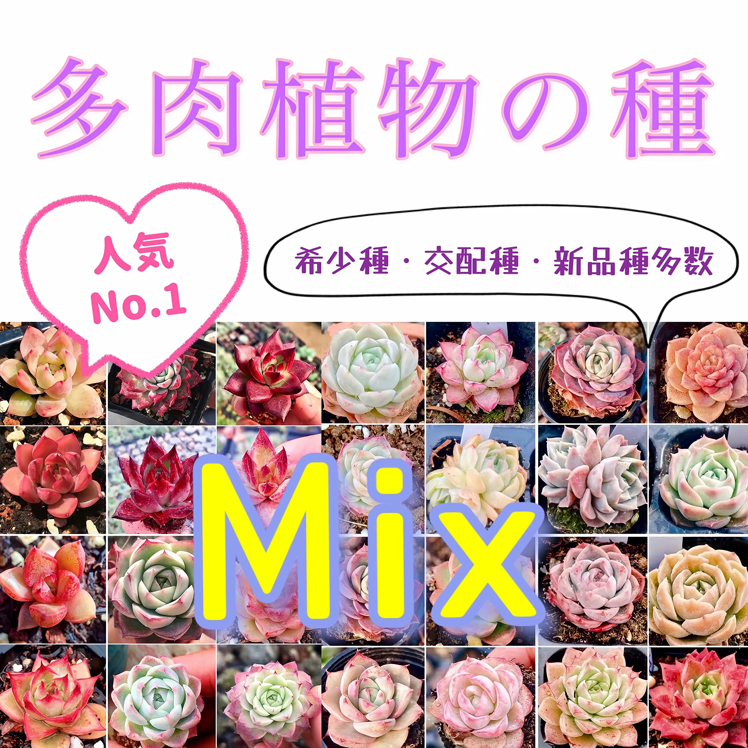 韓国苗 １００苗ちびちゃん詰め合わせ！多肉植物 MIX苗 【多肉植物説明書】付き 韓国苗 60苗ちびちゃん詰め合わせ！多肉植物 MIX苗 【多肉植物
