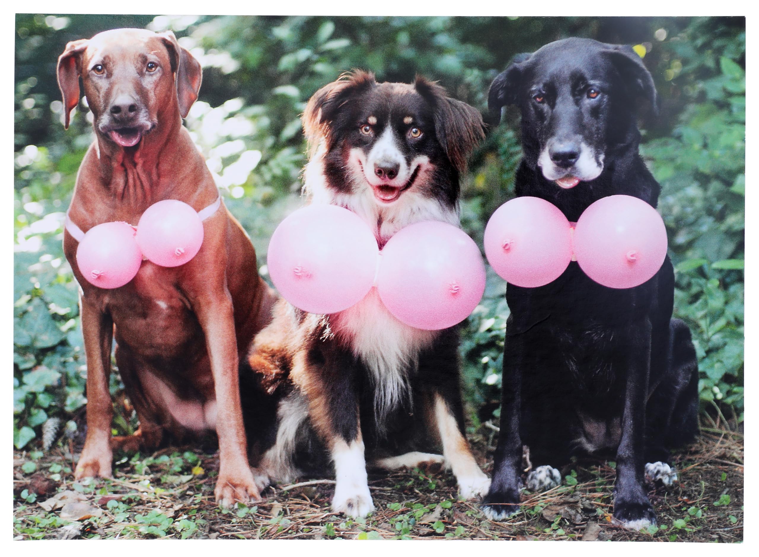 Avanti Press Three Dogs With Pink Balloons Birthday Card - Funny Card For Women