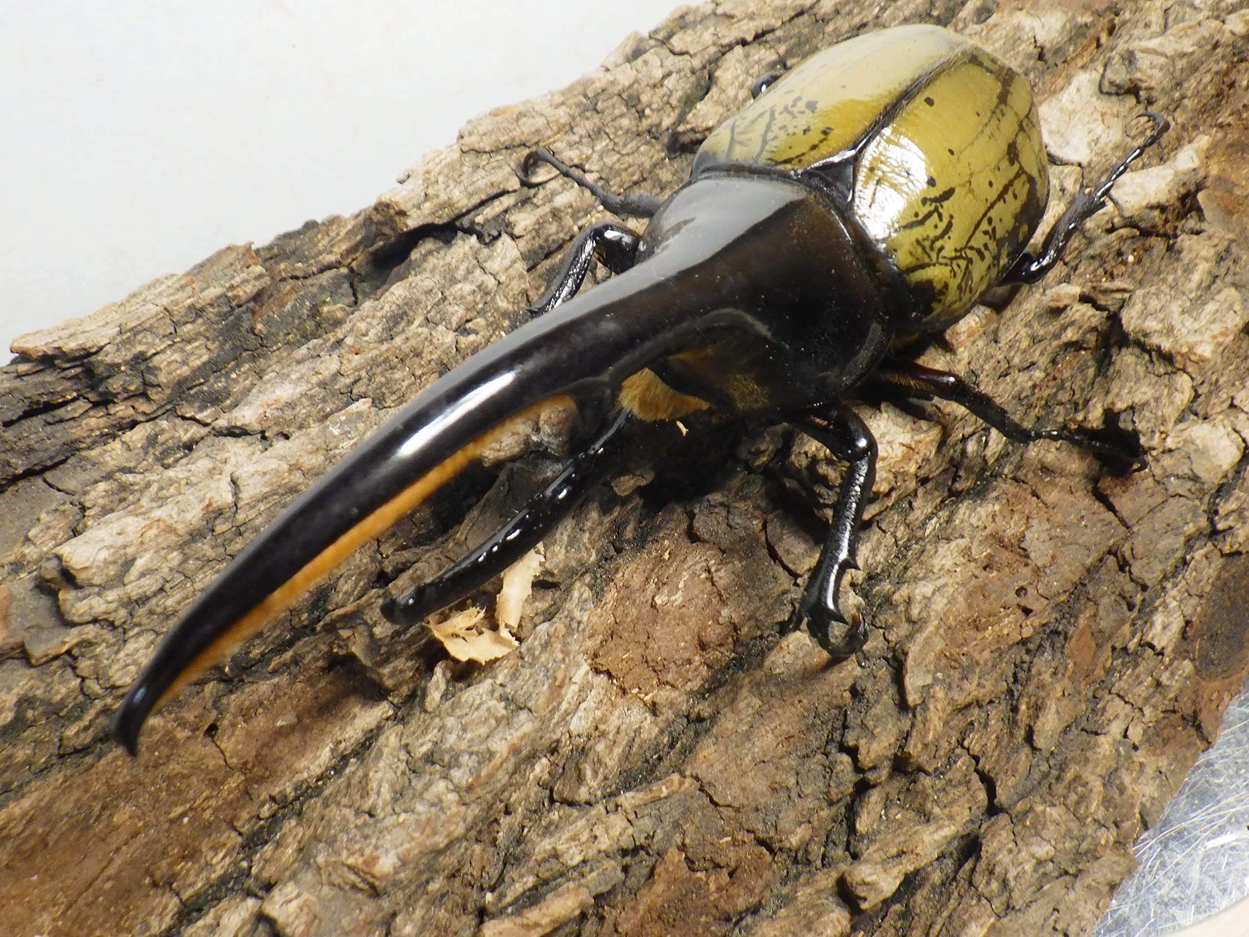 D.Hヘラクレス 新成虫 ペア D.h. ヘラクレス 新成虫♂152mm 美形で