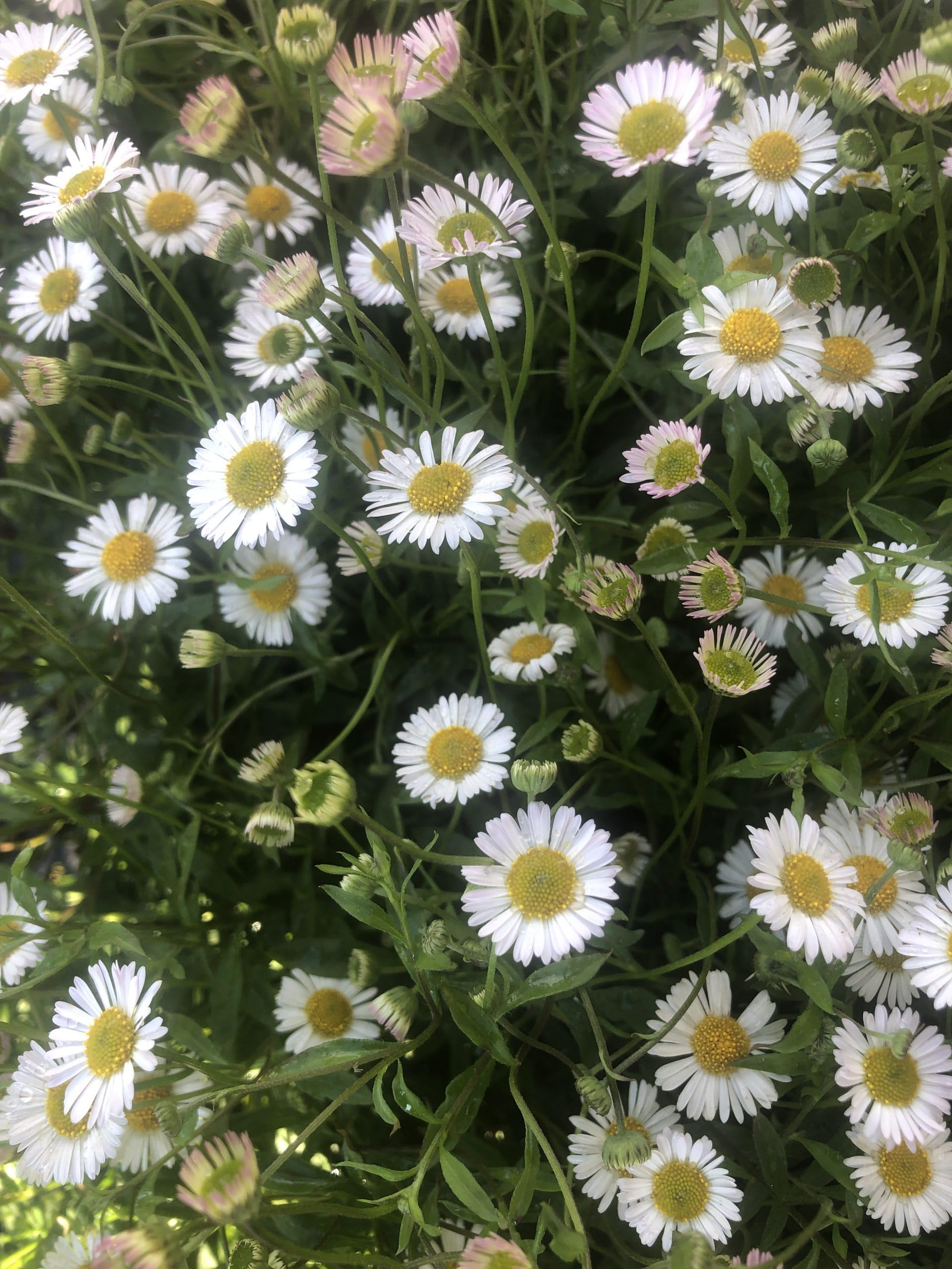 6 x Erigeron Karvinskianus - Vaso a fascio sottile, 9 x 9 cm