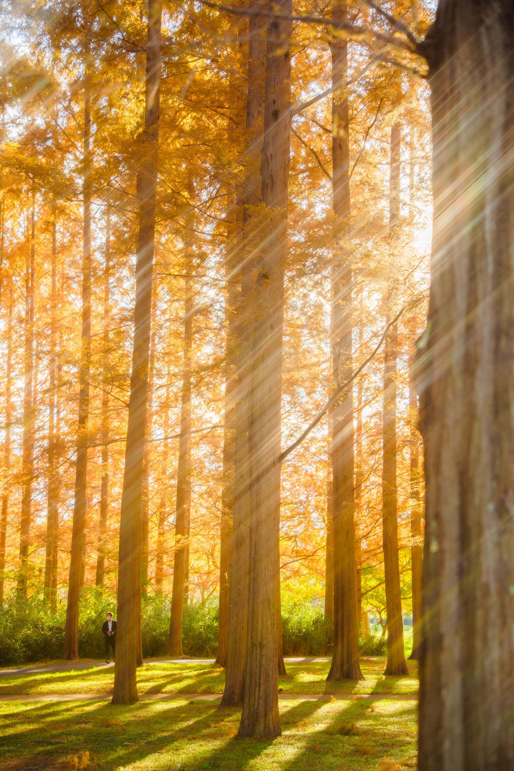 Kenko ANAMORFLARE Clear φ82mm, Filtre à Effet de lumière, Cadre Rotatif, Fabriqué au Japon, Clair 549780