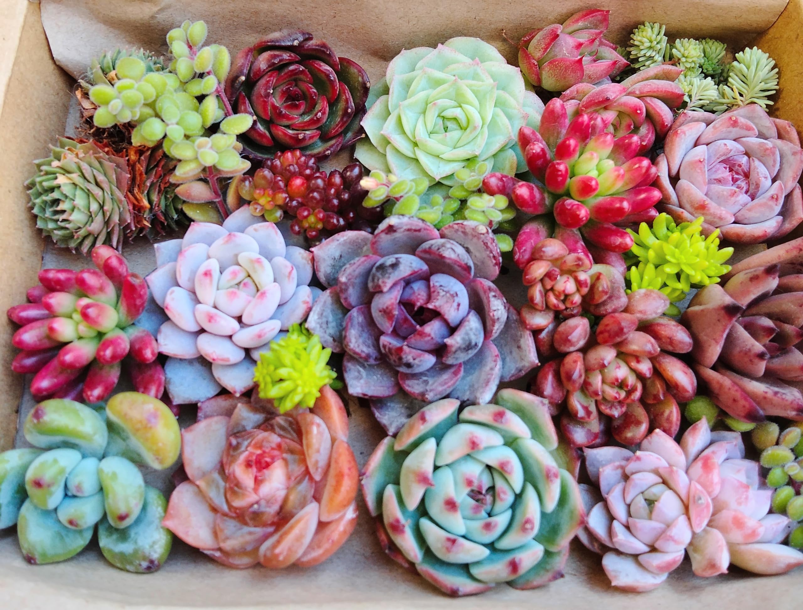 Amazon｜多肉植物 おまかせ 【カット苗】 14cm×9cm ミニ多肉セット