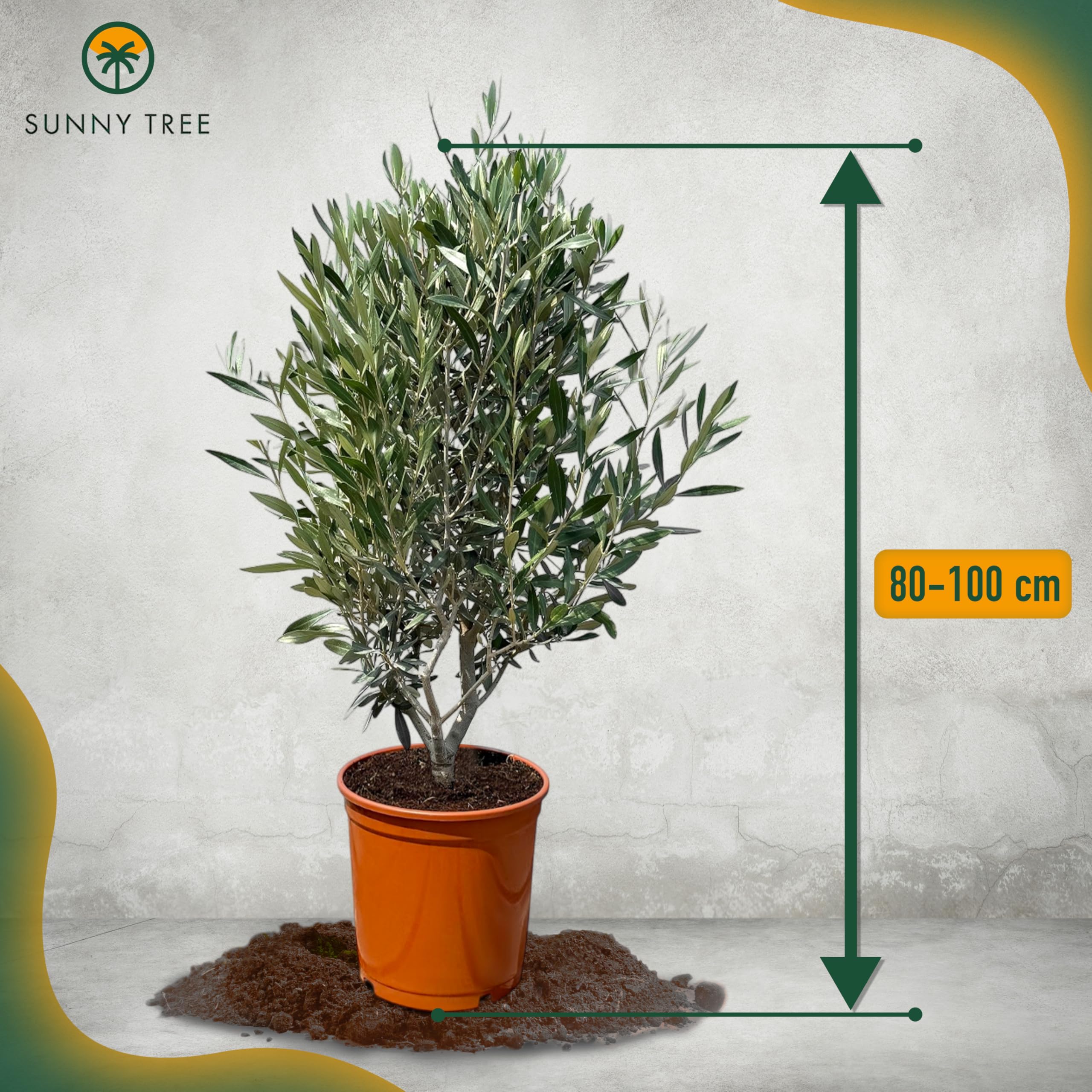 azaleen rhododendron düngen Purgrün Azaleen-Dünger 1 Liter