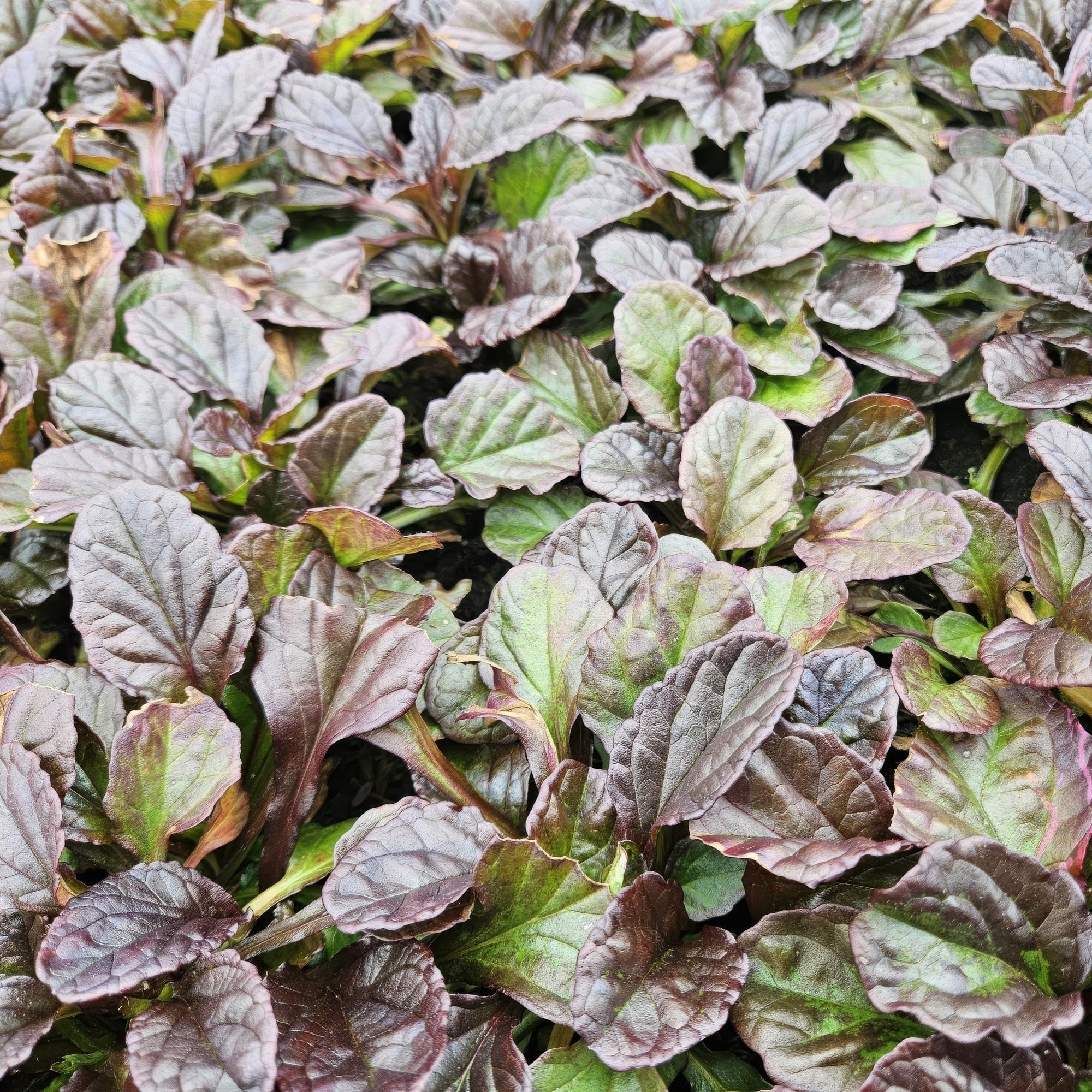 6 Piante Ajuga Reptans, Coprisuolo per Giardino, Fiori Blu, Vaso Ø9cm