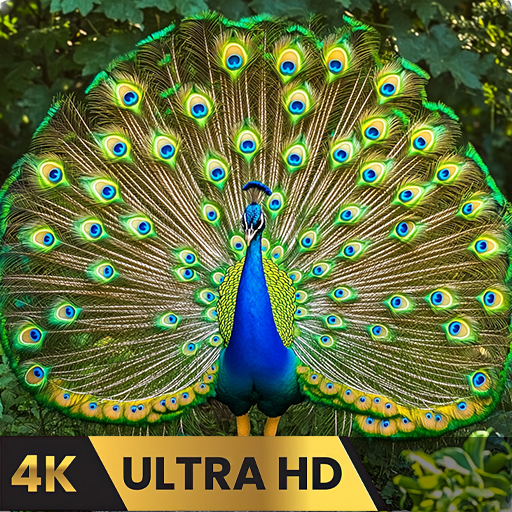 Peacock Ambience TV