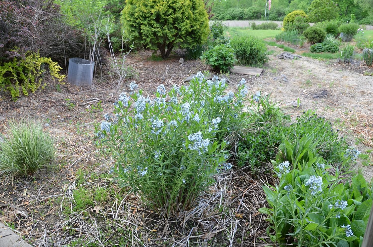 Generic Eastern Bluestar Amsonia Tabernaemontana 25 Seeds