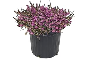 Erica 'Kramer's Red' Spring Heather Plant - Live Red Flower Bushes Shrub