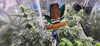 Review Image by Shadoworks Shadoworks