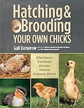 Hatching & Brooding Your Own Chicks: Chickens, Turkeys, Ducks, Geese, Guinea Fowl By Gail Damerow