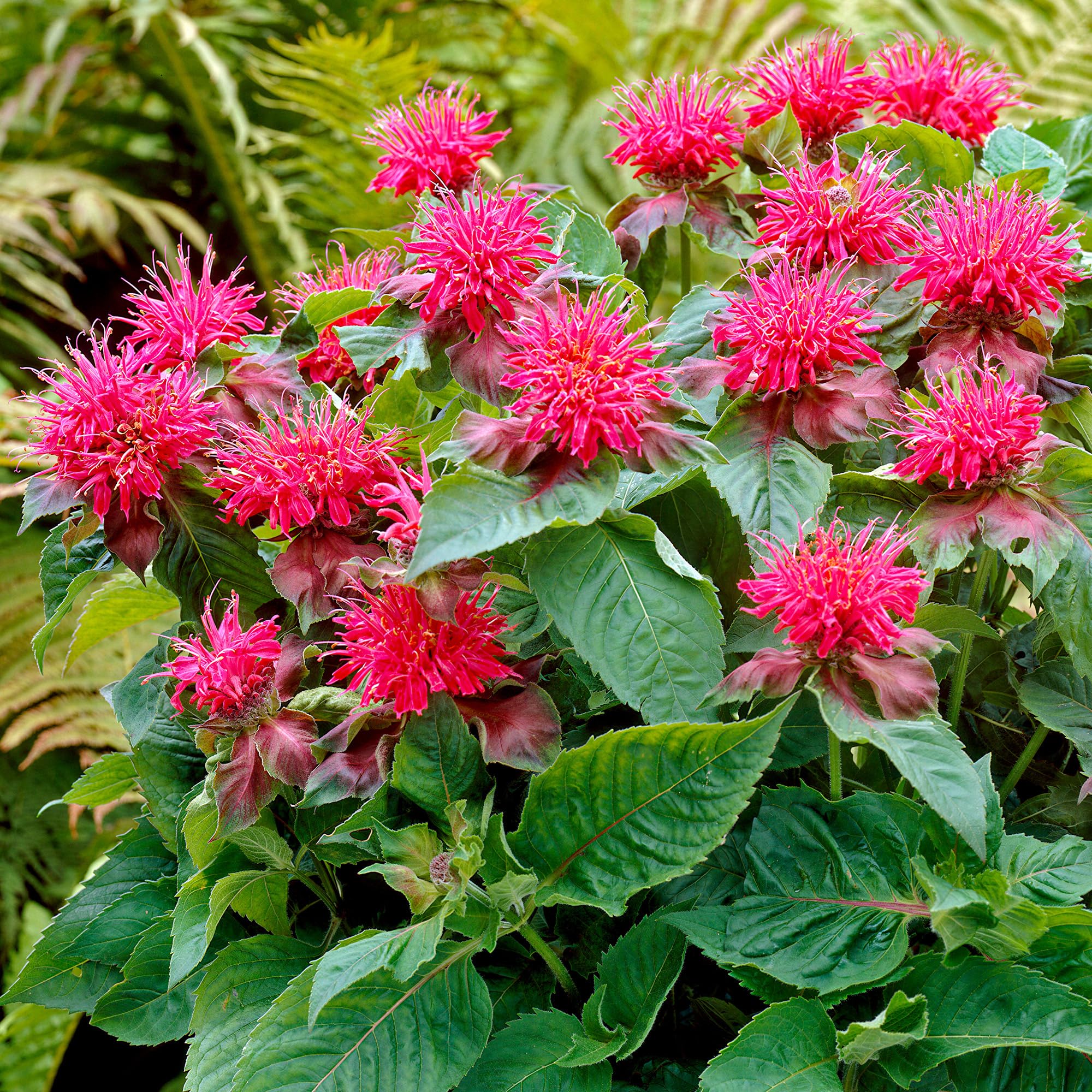 Monarda Pink Supreme Live Garden Plant - Vibrant Hardy Pink Flowering Herbaceous Perennial - Highly Fragrant Bee Balm, Perfect for Sunny Borders & Attracting Pollinators (2 Litre Pot, 30-50cm)