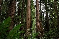 Vista 8 de Coast Redwood XL Tree Seedling The Jonsteen Company