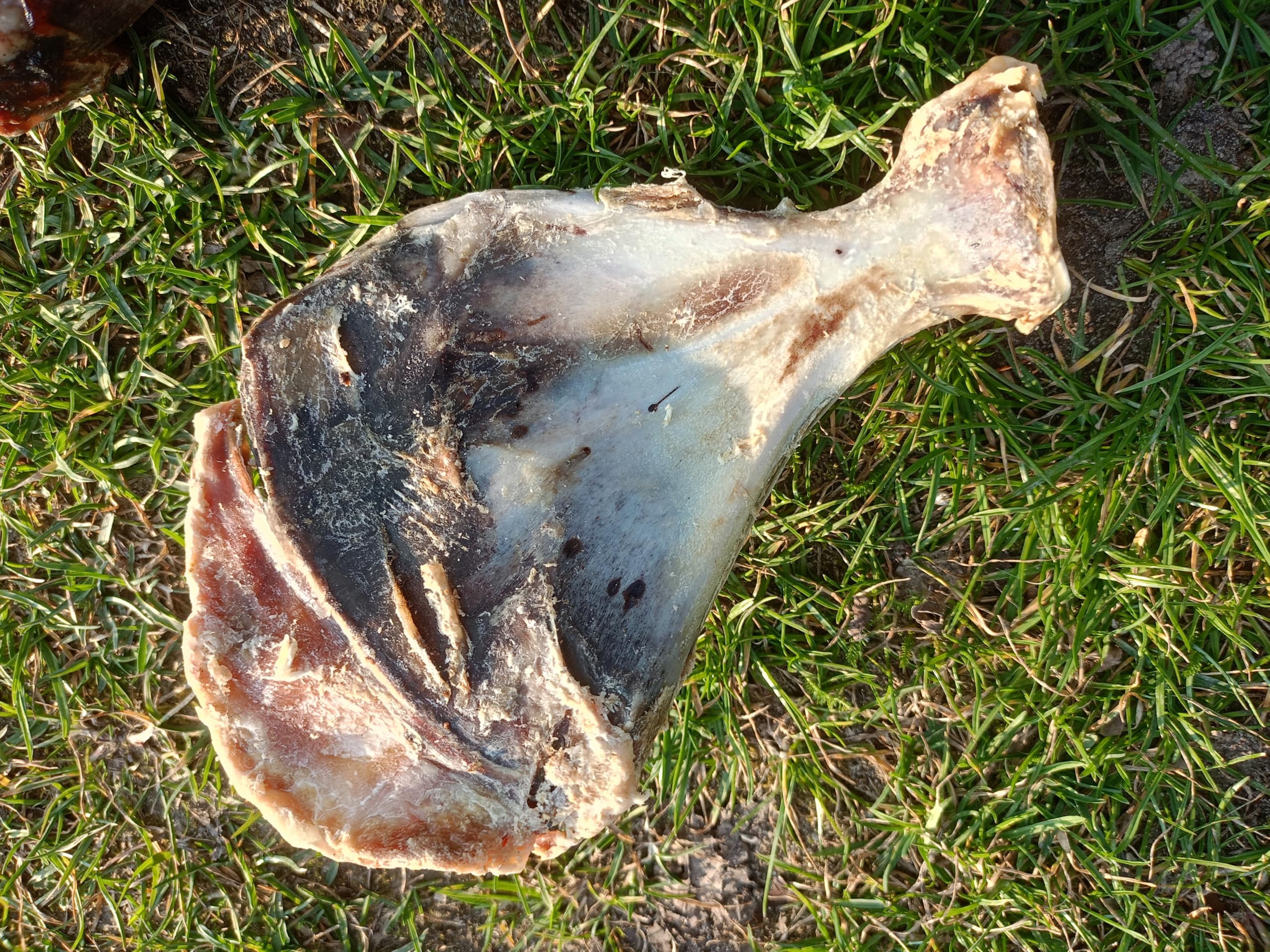 Os à mâcher pour chien de grande taille 5 kg Os de chien Os de porc omoplate friandises pour chien