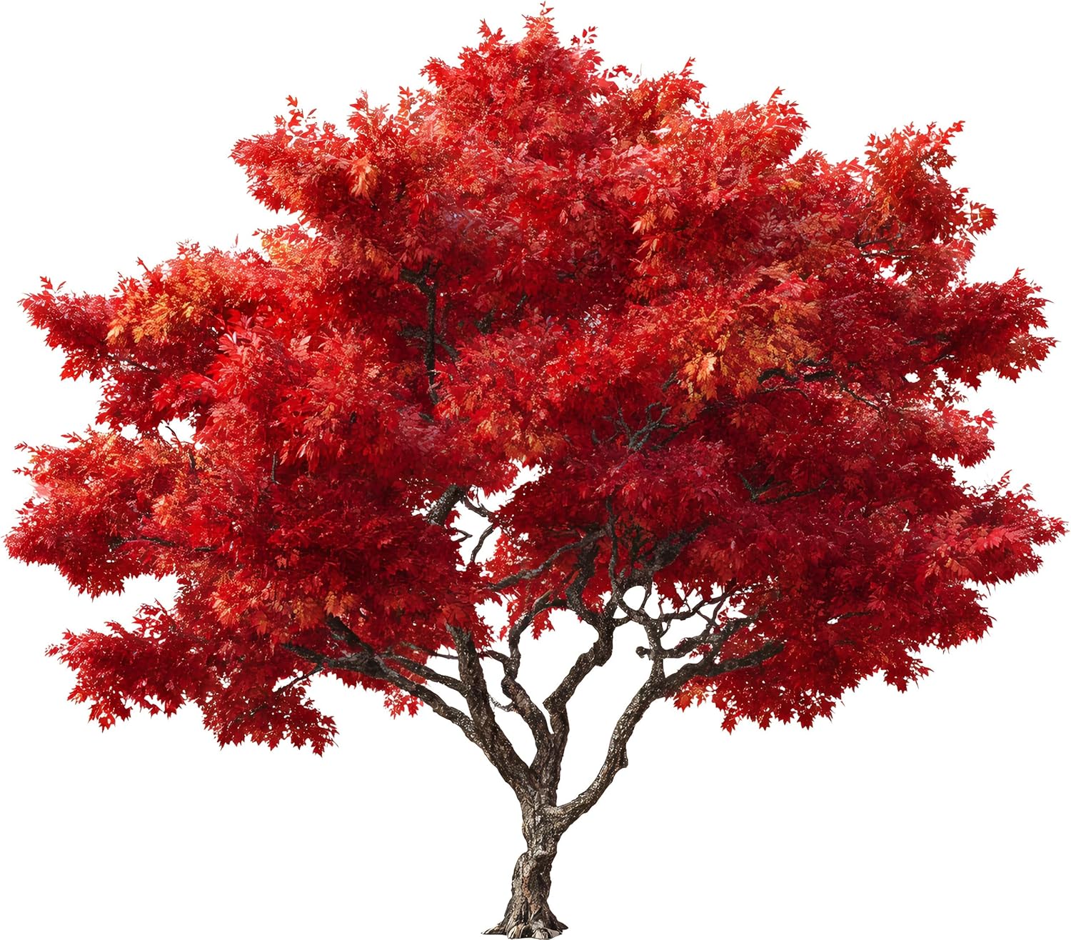 5 Red Maple Trees (Acer rubrum) Live Plants – Brilliant Red Fall Color, Fast-Growing Shade Tree, Ideal for Landscapes & Yards (5 Tree Plants)