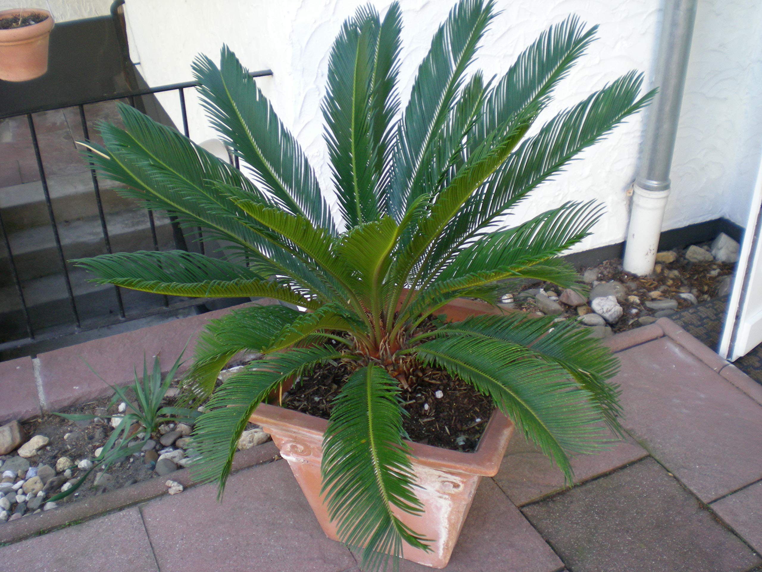 Abono para palmeras al aire libre, 3 kg