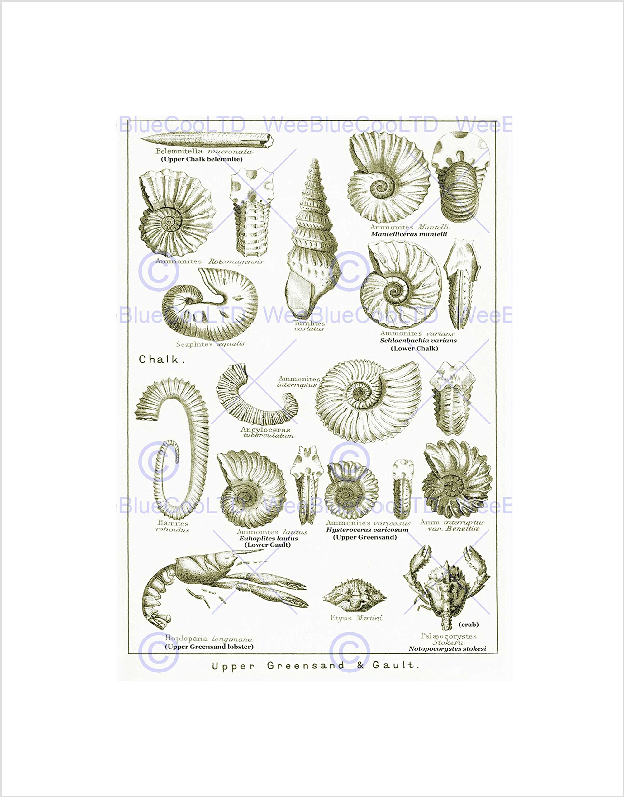 Wee Blue Coo Paintings Book Crustacean Shellfish Fossil Clay Beach Wall Art Print