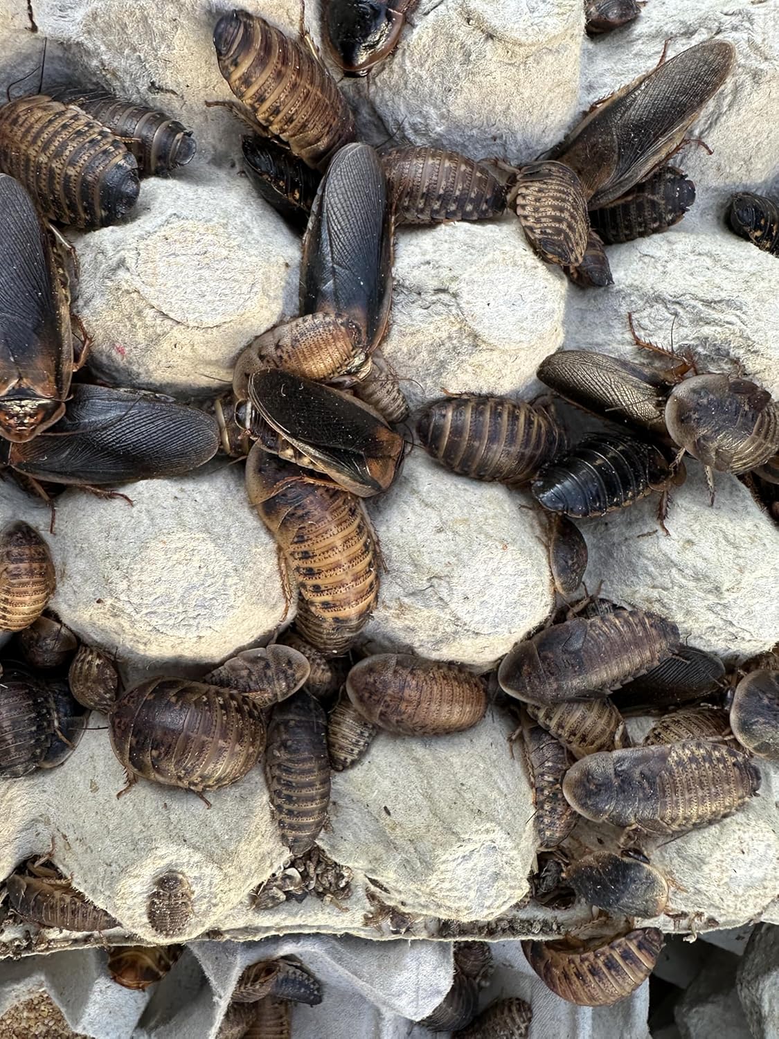Mixed Sized Dubia Roaches 100 Ct | Sizes 1/4 inch, 1/2 inch, 1 inch |Reptile Food Live Arrival | Includes Insect Food