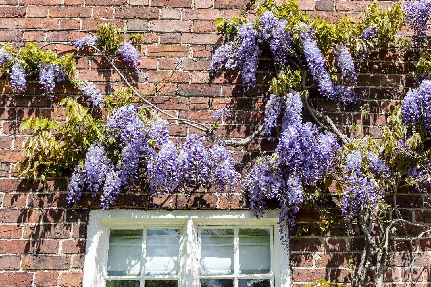 Wunderschne Kletterplanze - Chinesischer Blauregen - Wisteria sinensis-  verschiedene Gren (50-70cm Topf 2 Ltr.) : Amazon.de: Garten