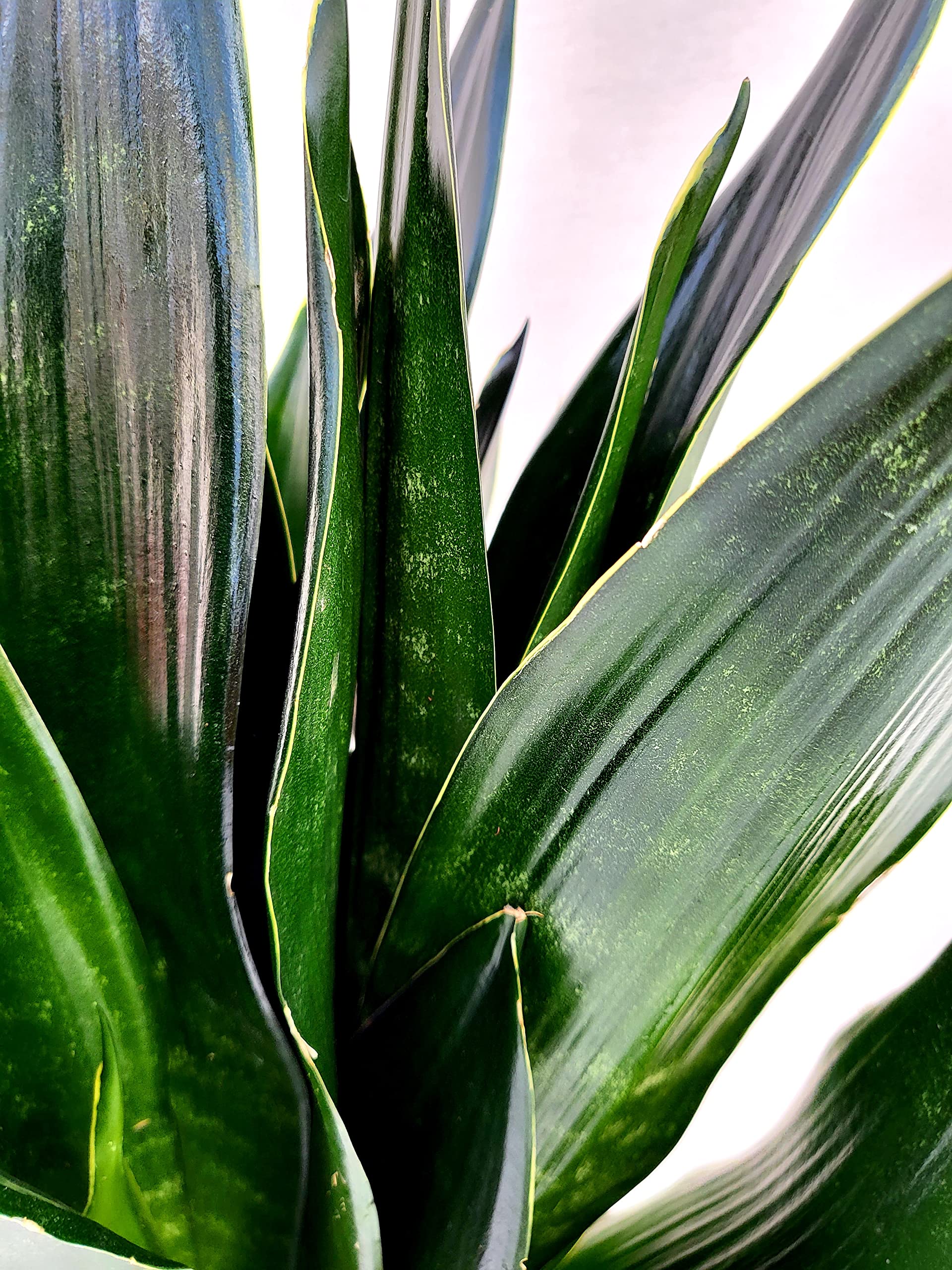 POWERS TO FLOWERS - SANSEVERIA LAURENTII BLACK DIAMOND XXL IN VASO CERAMICA NERO A RIGHE, VASO 20CM DIAMETRO, ALTEZZA 50CM, pianta vera
