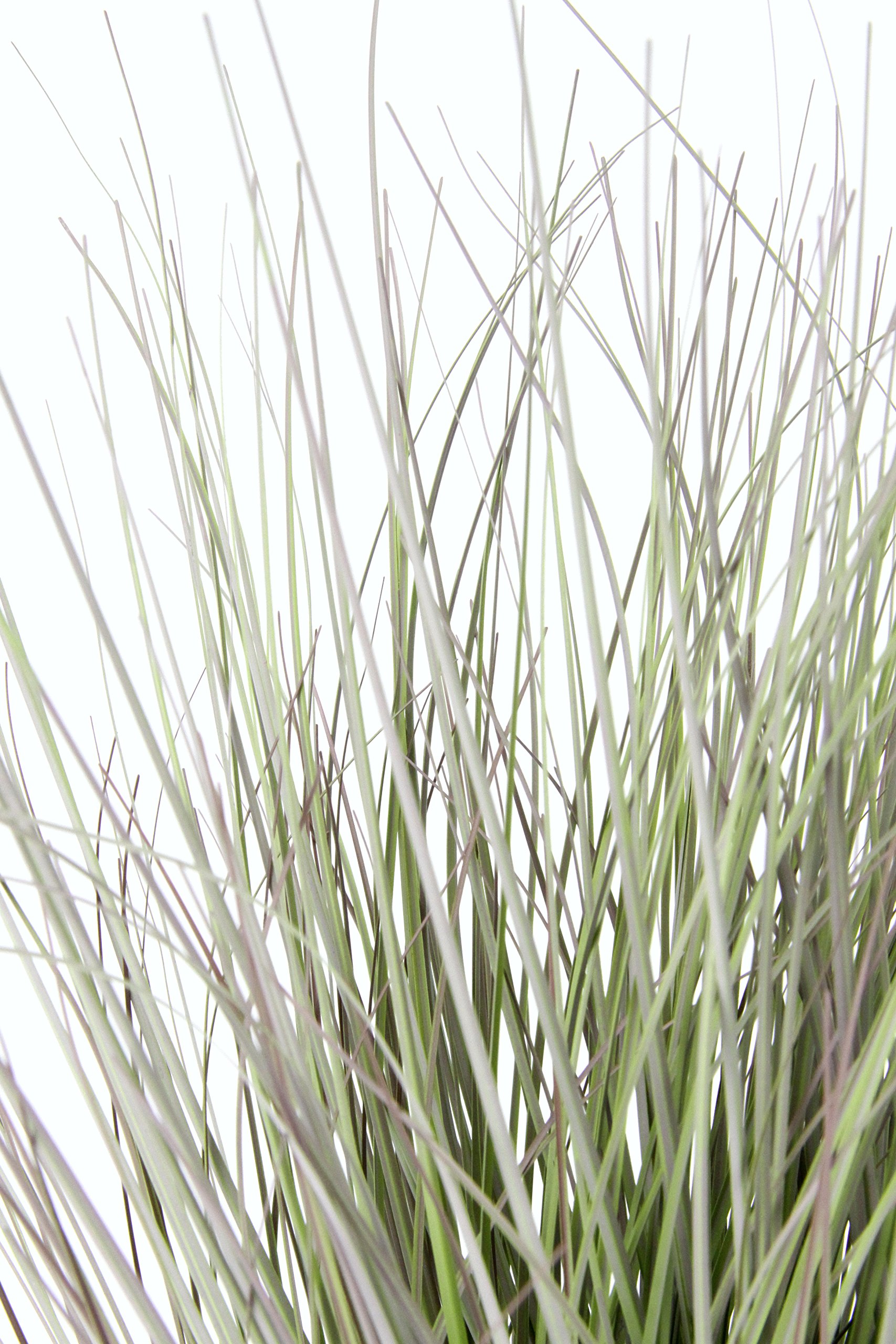 Kunstgras in pot, gras, kunstgras, siergras, siergras, groene planten, siergras, siergras, siergras, siergras, decoratie, grasarrangement, borstengierst, panicoideae, zoete grassen Setaria