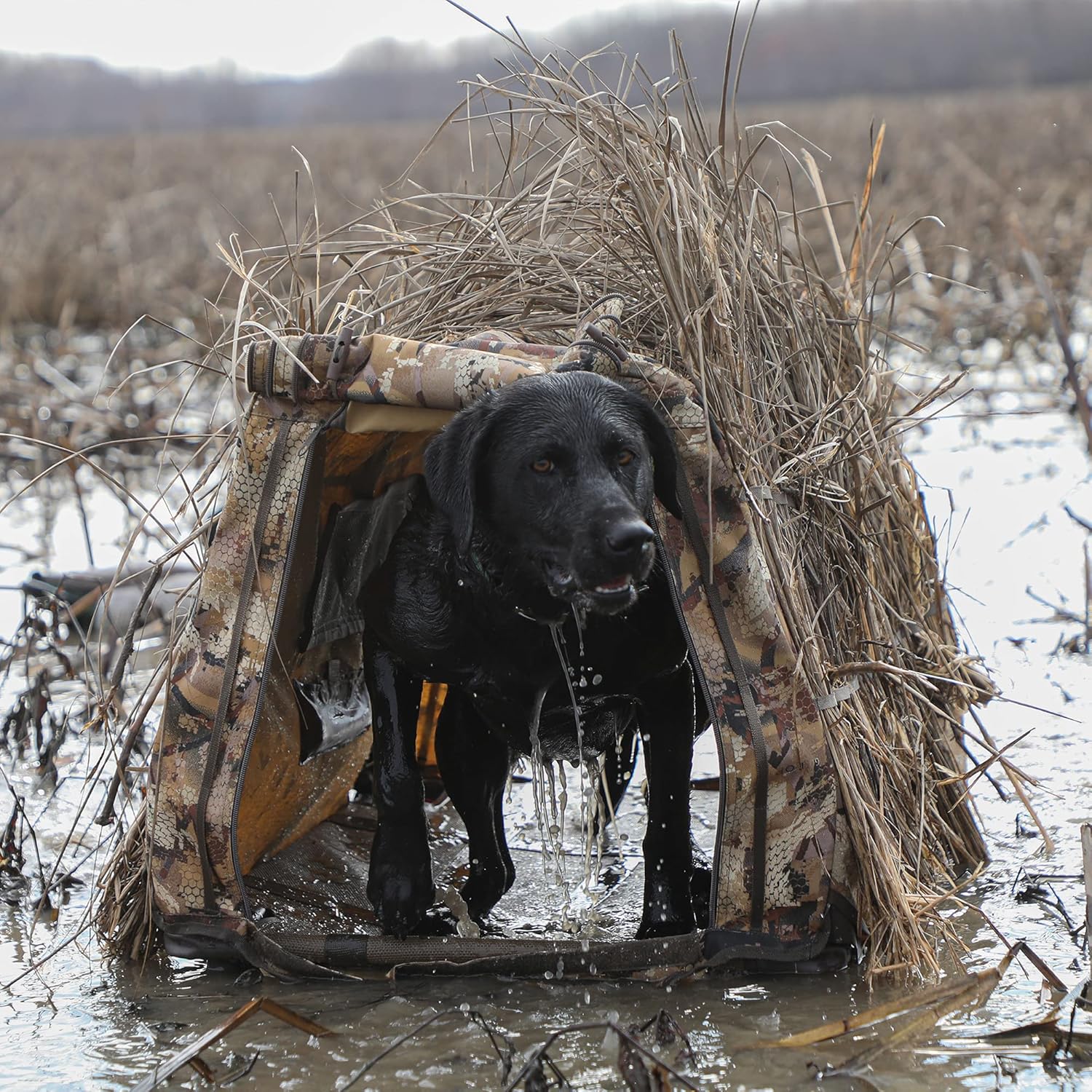 Momarsh Invisi Lab Dog Blind for Waterfowl Hunting & Gun Dogs