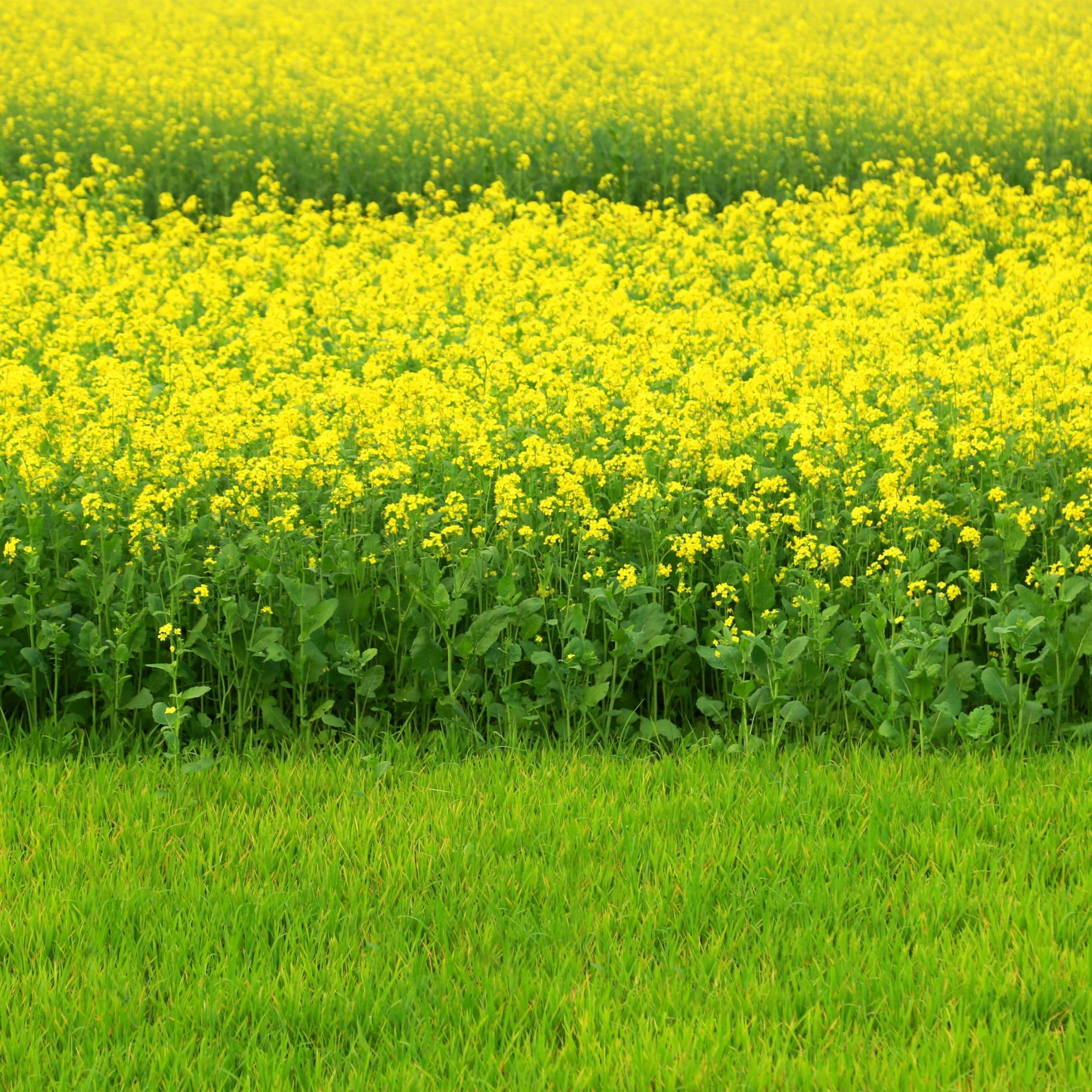 Gelbsenf 25 kg Saatgut Senf gelb Senfsaat TOP Gründünger Bienenweide Pollen Verbesserung der Bodenstruktur, Unkrautbekämpfung, Erosionsschutz, Nutzen für Bienen, Pflanzenschutz
