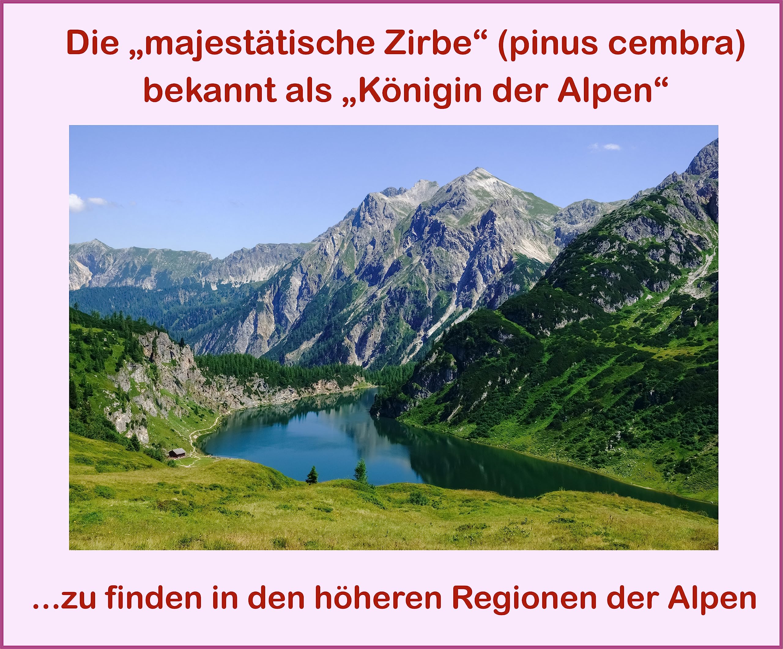 Alpen-Zirbenöl; naturrein, 100% bestes Zirbenöl; (70 ml)