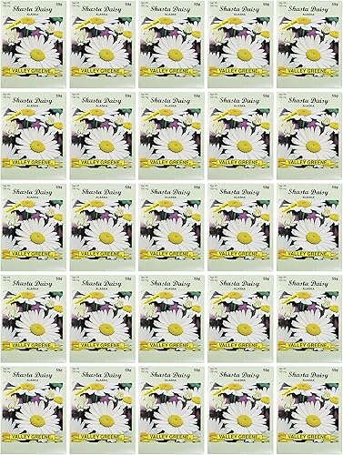 Black Duck Brand Juego de 25 paquetes de semillas de margaritas Shasta. Semillas de flores a granel, ideales para crear el jardín de tus sueños.