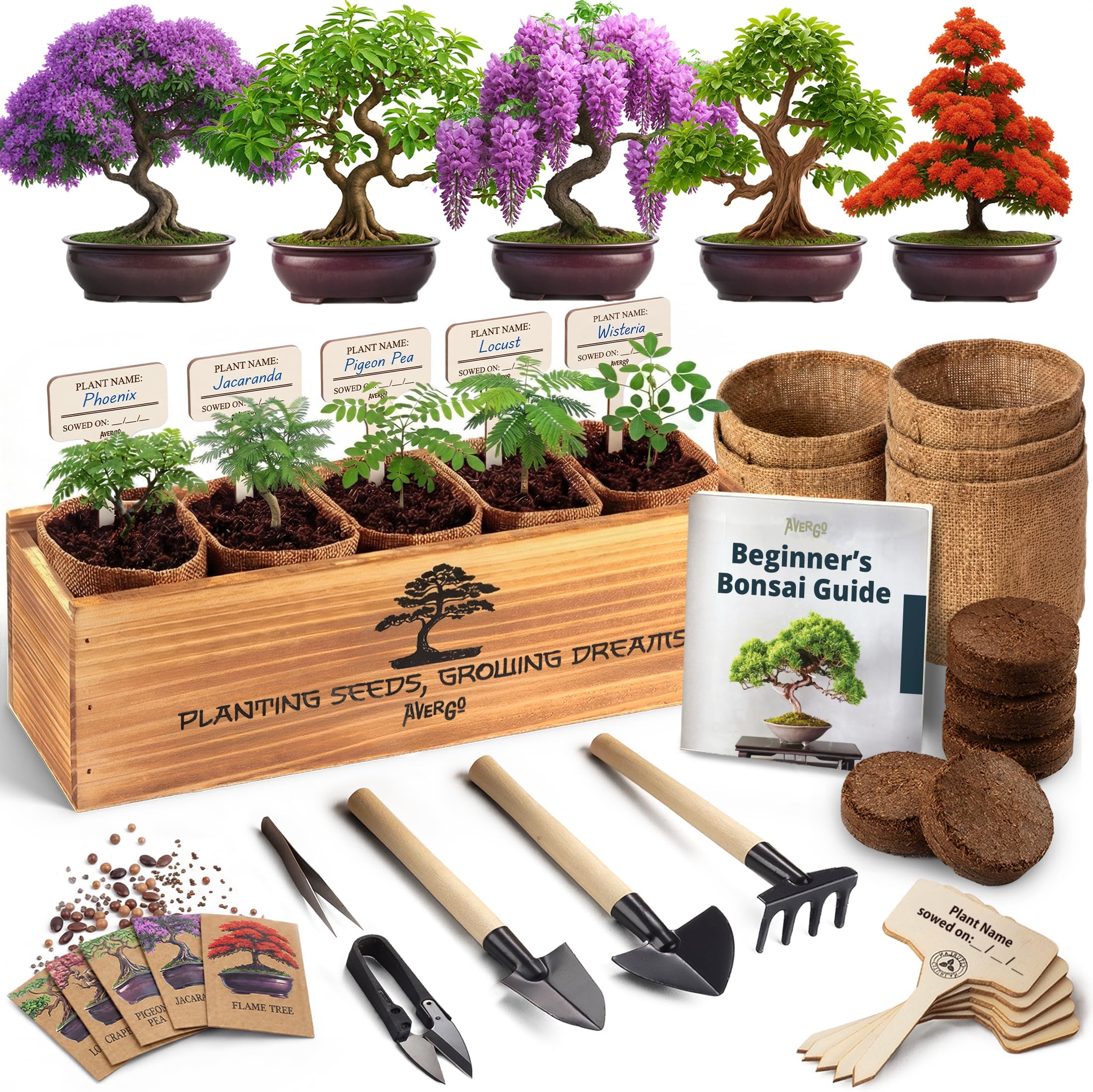 AVERGO Bonsai Tree Kit – 2X Jacaranda + 1x Locust - 2xV1-B