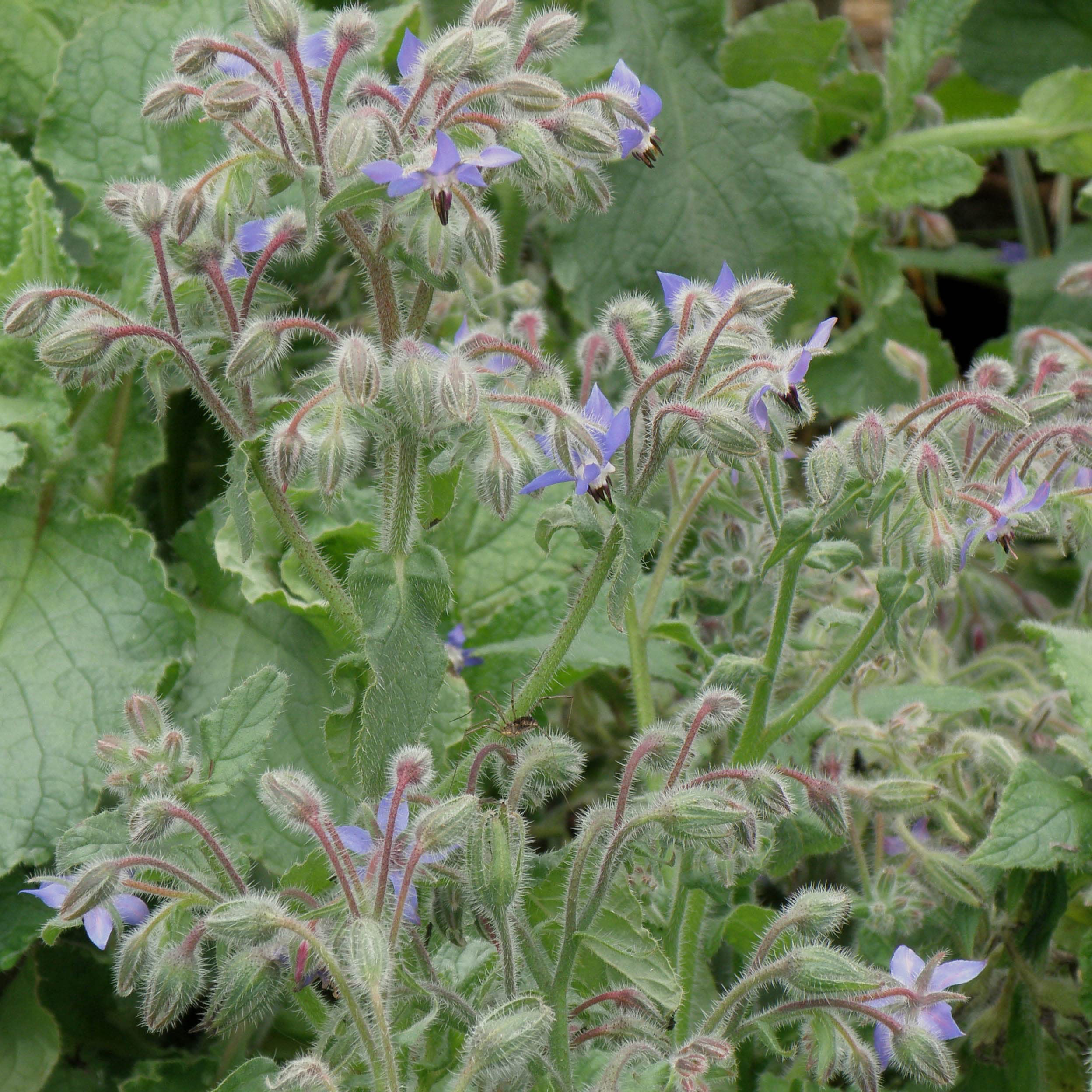 Borage Seeds - 35 To 640 Seeds, Starflower Herb For Bees & Pollinators 13 thumbnail image