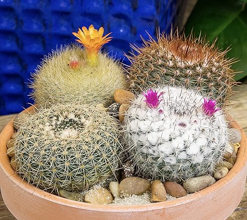 Miniatura 9 de Altman Plants, Surtido de plantas de cactus vivas (8 unidades), plantas suculentas vivas en mezcla de tierra de cactus, plantas de cactus vivas,