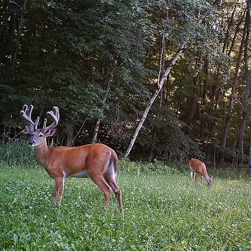 Antler King Game Changer Clover Mix