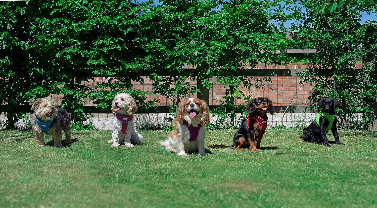 Ancol Simply Comfortable Padded Breathable Mesh Red Dog Harness Pet Training Accessory 44-57 cm, Medium 10 91OizXNXSTS. AC SL1500