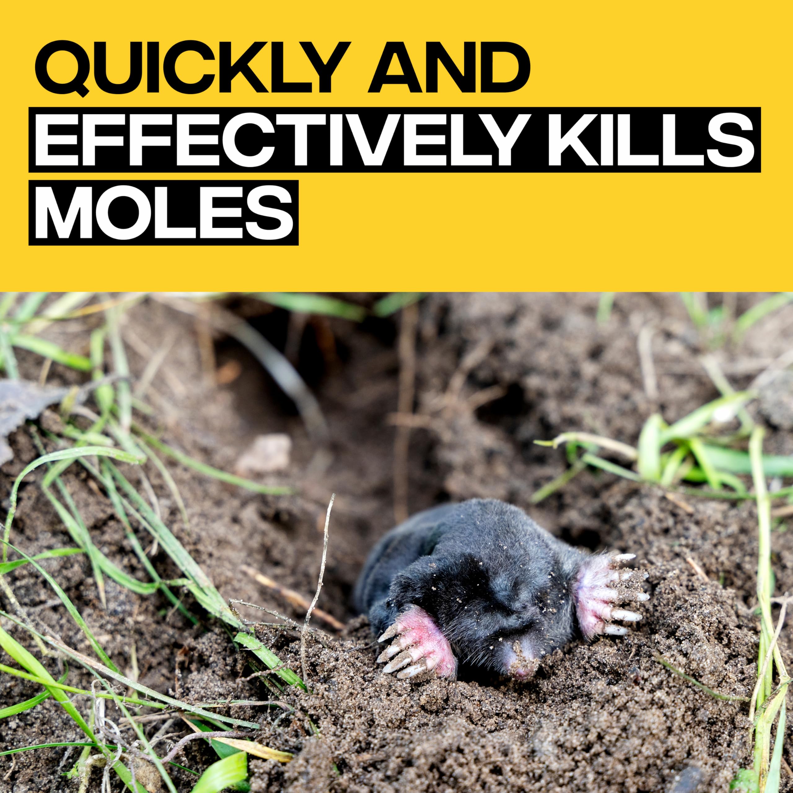 Amazon.com: Victor Pest: Traps & Poisons