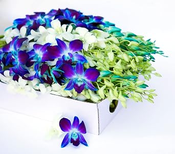 Blooms2Door-40 Blue&White orchid Flowers for Valentine, Mothers Day