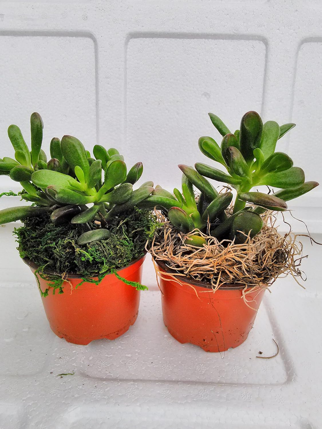 jm bamboo-Two Large Jade Plant with moss - Crassula ovuta - 4