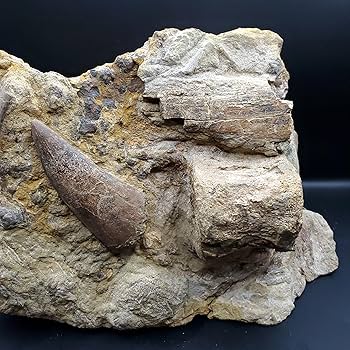 Amazon | 【化石専門店 LOLO】母岩付き ティラノサウルス 化石 歯 本物