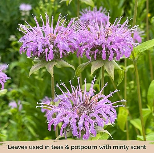 Miniatura 6 de KVITER 1,000 semillas de bergamota silvestre para plantar (Monarda fistulosa)  Bálsamo de abeja, flor silvestre nativa, imán polinizador, orgánico y