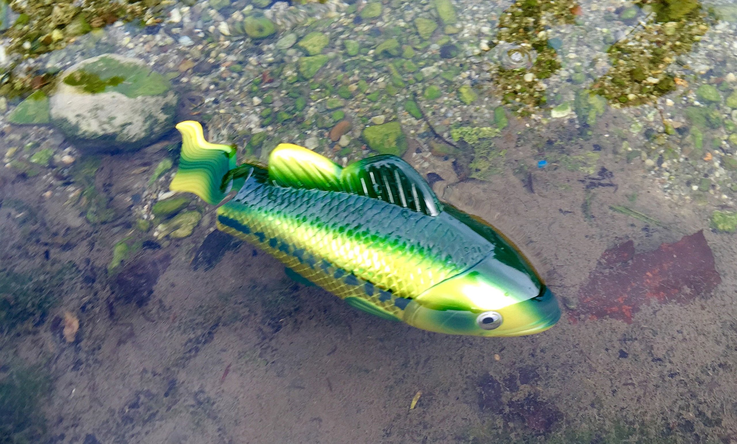 battery operated pool fish