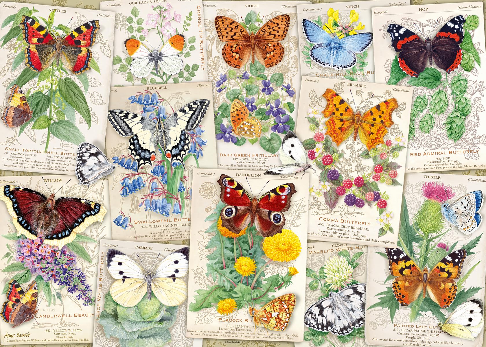 Amazon.com: Wonder Forge Butterfly Splendor 1000 Piece